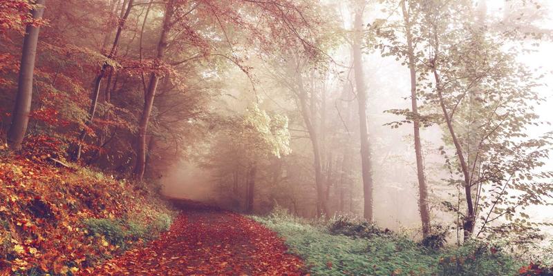 Oasis Fox专业户外装备：为登山与徒步爱好者打造的全能解决方案