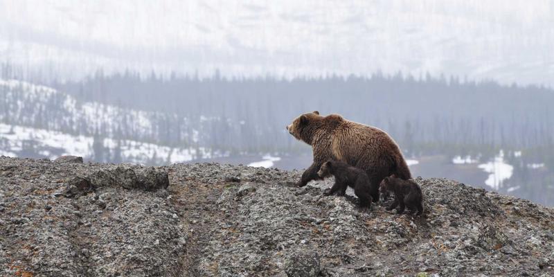Oasis Fox帐篷：重新定义探险旅行的户外装备选择